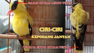 CIRI-CIRI KEPODANG EMAS JANTAN DAN BETINA KHUSUSNYA KEPODANG LOKAL JAWA