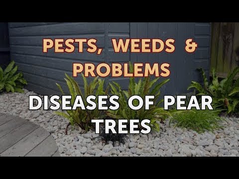 Video: Diseases Affecting Pear Trees