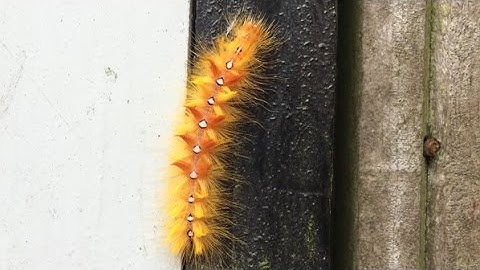 Vroege Vogels - Rups van bont schaapje