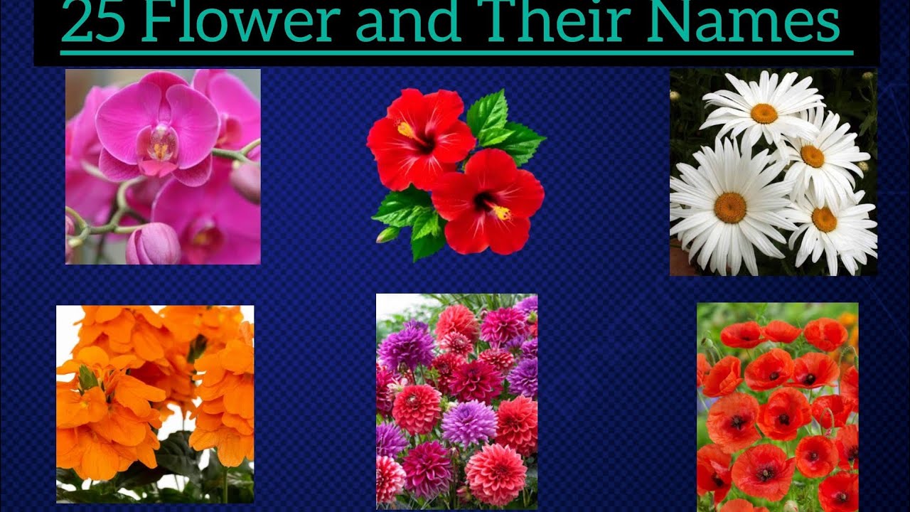 Flowersname#kidsfun#childrenlearning#funwaytolearn@suthama#youtubvideo#viralvideo#funwaytolearn#
