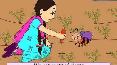 Class 4 EVS Chapter - 19 "Abdul in the Garden" cbse ncert english Environmental Looking Around