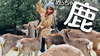 大量の鹿に追われる奈良公園デート!!(笑) 大量の鹿に追われる奈良公園デート!!(笑)