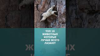 Топ 10 Животных Которые Лучше Всего Лазают #Дикиеживотные #Шортс #Топ10 #Shorts #Комарик