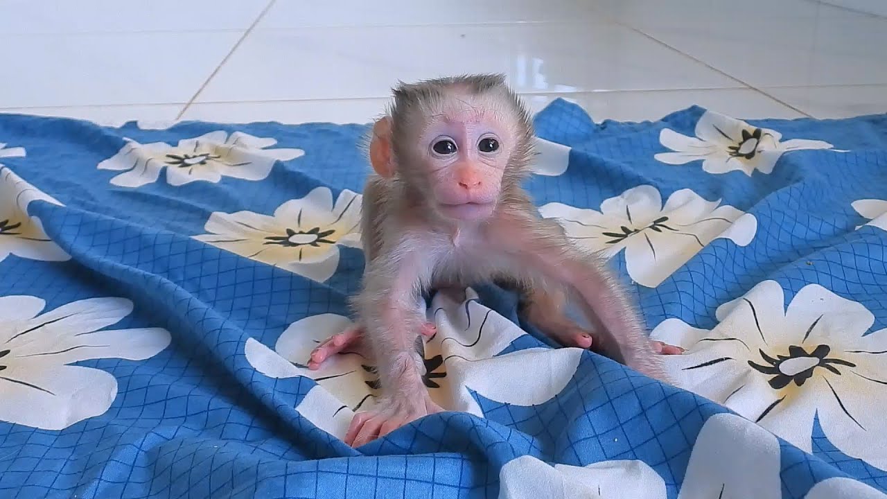 Mommy Luna Teaching Newborn Baby To Walk Follow Her