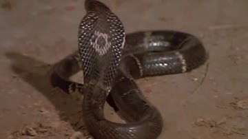 Kinh hoàng cuộc chiến giữa Mèo và Rắn Hổ Mang Chúa - Cuộc chiến không cân sức