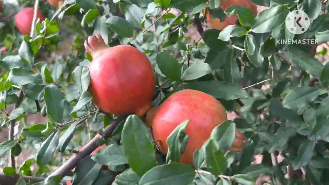 Fruits development stage in pomegranate ( kanaiyabhai , Halvad )