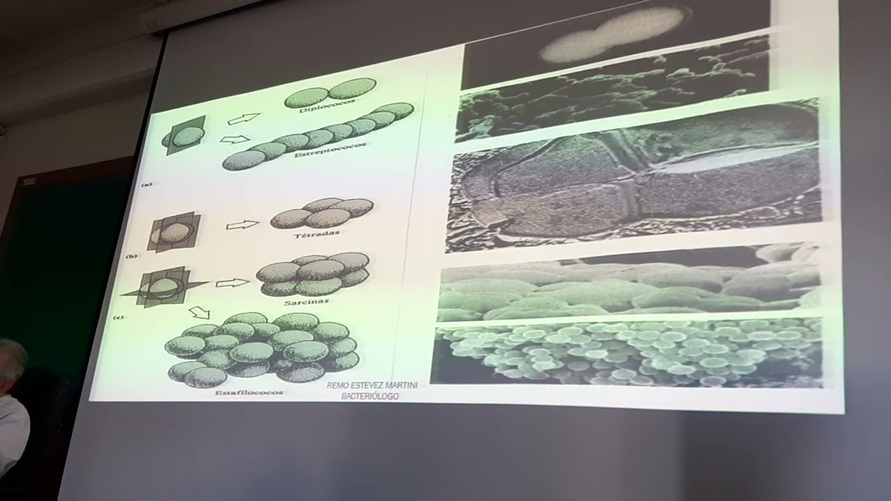 Morfología Bacteriana