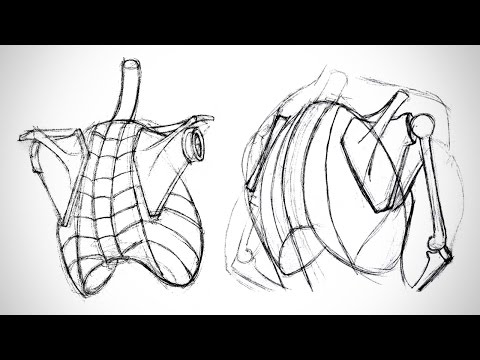 Anatomy Critiques - The Shoulder Bones