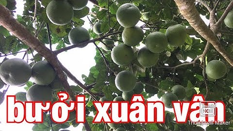 Bưởi đường lá nhăn mới bói năm đầu. Bưởi xuân vân #freesky