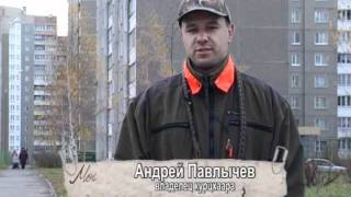 Курцхаар Курцхаар