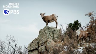 Battle of the sheep: How a pathogen from domestic sheep proves deadly for bighorns