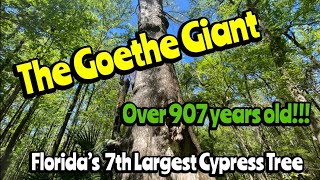 Florida Cypress Tree “The Goethe Giant” Over 907 years old!!!! Over 87.5 feet tall!!!