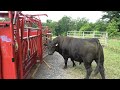 HUGE BULL COMES TO THE FARM! But will he get the job done?