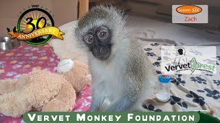 Rescued Monkey Zach's Amazing Transformation: From Tragedy to Triumph