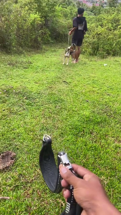 taragi taranak baru 🤣 #boarhunting #anjingpemburu #shortvideo