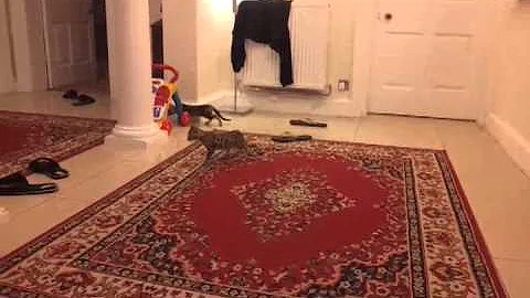 Video 2180141: bengal kitten home, cute bengal kitten playing