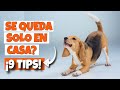 🐶9 CONSEJOS de SEGURIDAD cuando tu PERRO se QUEDA SOLO en CASA🏠