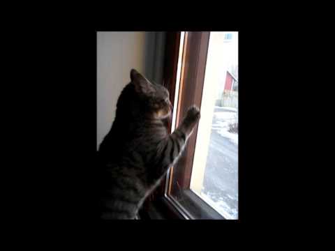 cat แปลว่า Let me out!