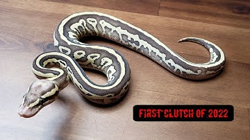 Clutch #1 of 2022!! Lesser Pastel x Leopard 66% Het Pied