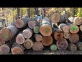 North Carolina Project Repurposes Fallen Trees