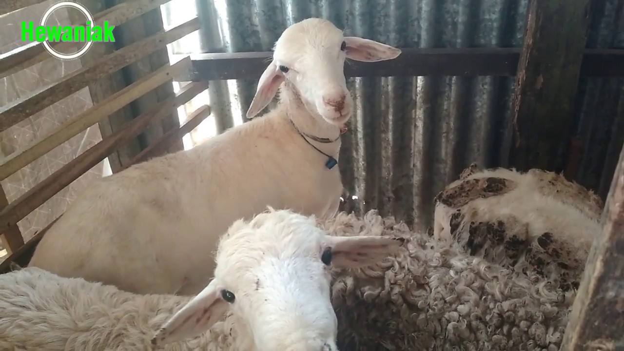 BETERNAK KAMBING GIBAS KAMBING PUTIH KCIL-KECILAN USAHA SAMPINGAN 