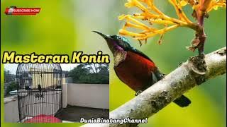 MASTERAN KOLIBRI NINJA TEMBAKAN PEDAS // @duniabinatangchannel1403