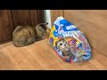 [保護猫]オムツ袋ではしゃぐ猫達、何がそんなに楽しいの？