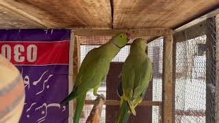 Ring Neck Parrots | Talking Parrots | Tips For Parrots | Desi Parrots