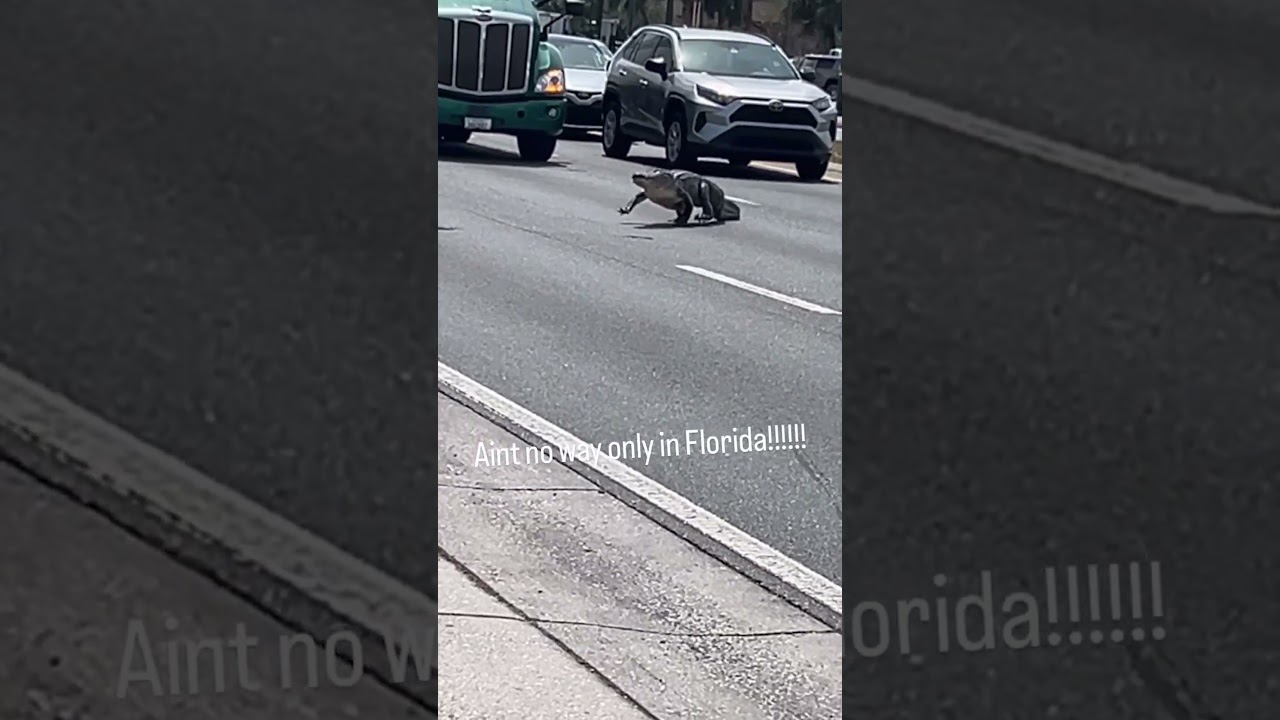 Florida Alligator Stops Traffic 