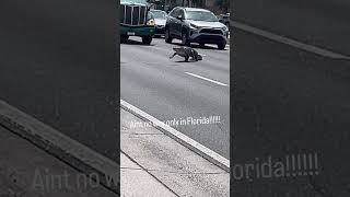 Florida Alligator Stops Traffic