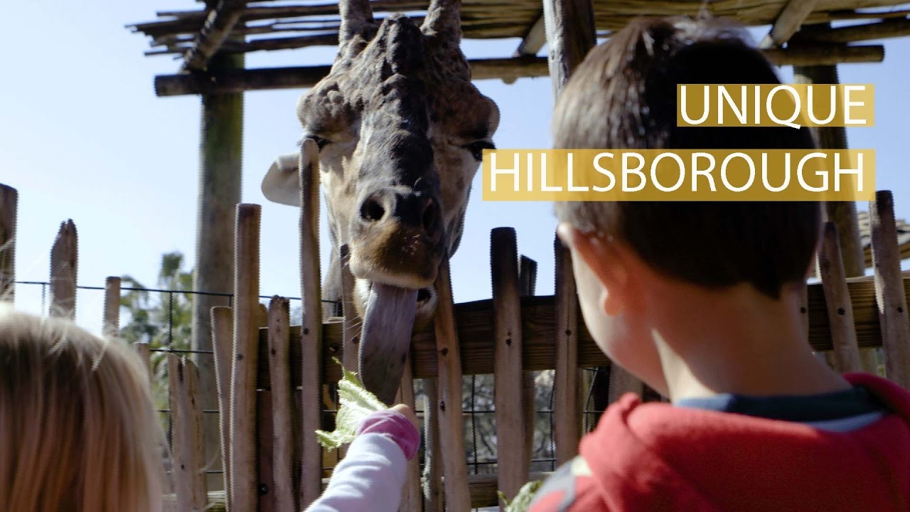 Unique Hillsborough Things to do in Tampa Bay! YouTube