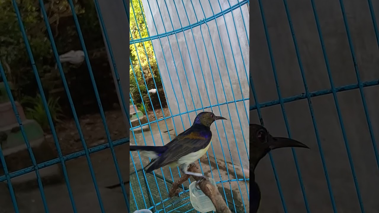 Kolibri Manggar Bocor Youtube