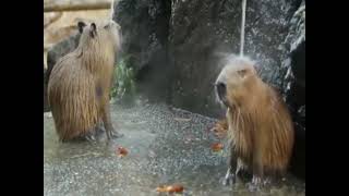 Capybara song in rave