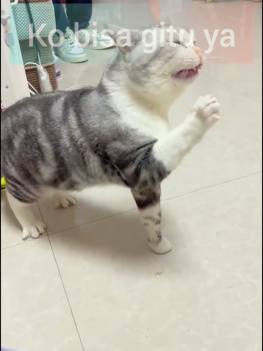 kucing bersin bersin bikin candu