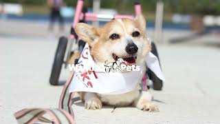 The Walkin Wheels Wheelchair For Special Needs Pets!