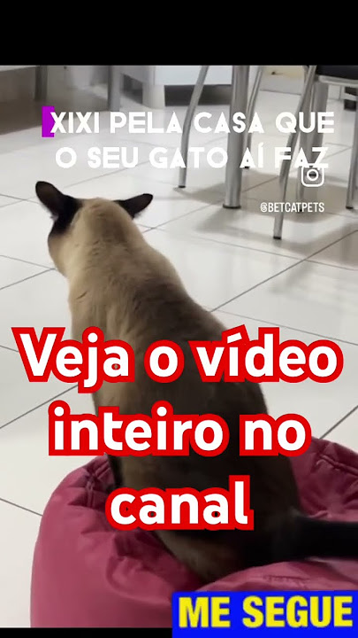 G1 - Assistir a vídeos de gatos na internet pode aliviar ansiedade, diz  estudo - notícias em Ciência e Saúde