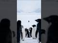 Why This Penguin Walked Away From Life  Viral Meme #shorts