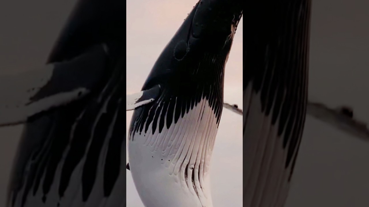 Sea monster Whale 🐳 