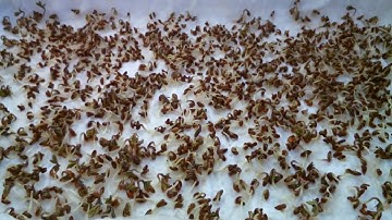 Cress Seeds Growing Raspberry Pi Time Lapse Video