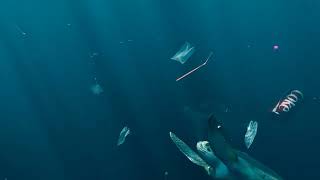 Ocean Plastic Pollution & Sea Turtle - Animated 3D Environmental Scene
