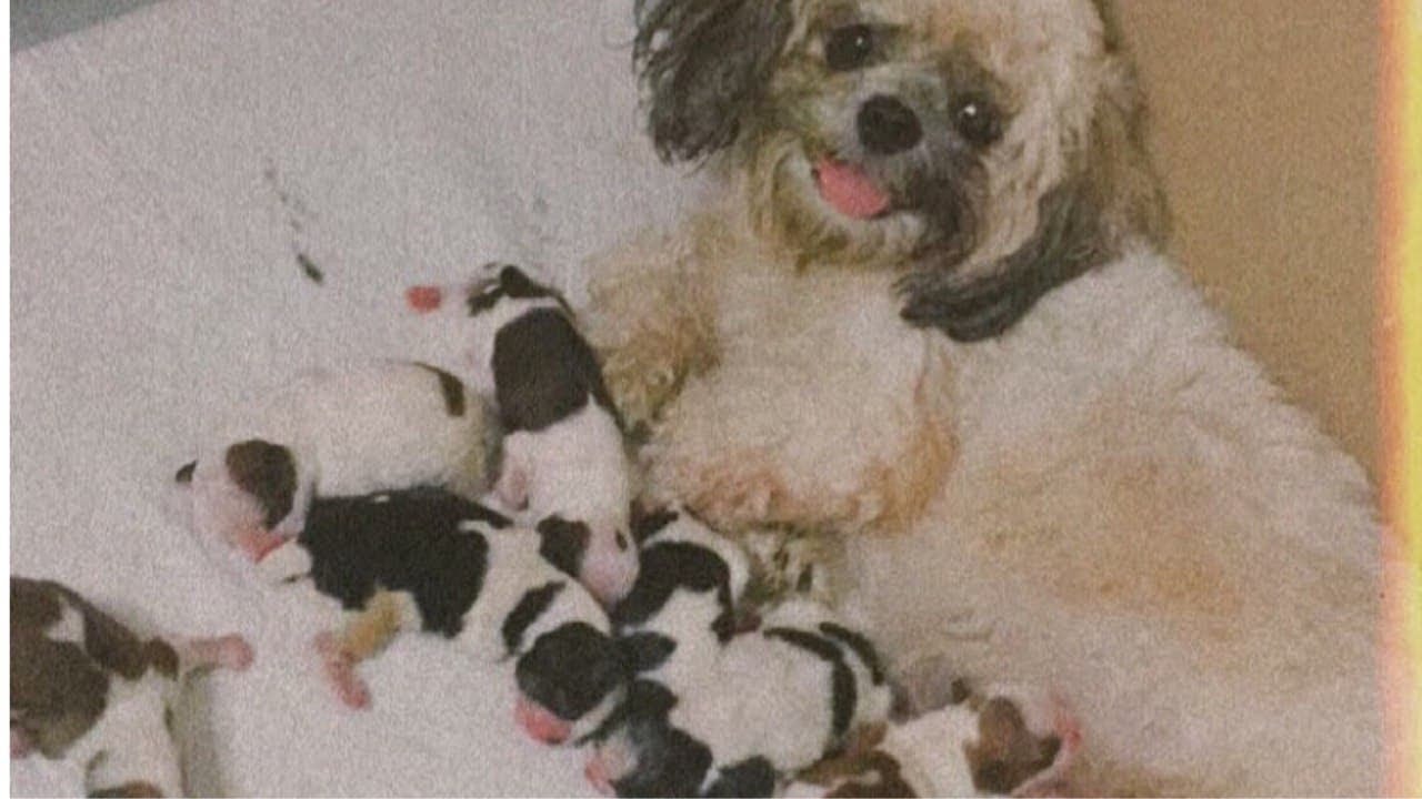 Shihtzu Gave Birth to Seven Puppies at home [Dog Vlog Giving Birth](Lulu’s birth vlog)