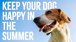 Top 10 Tips To Keep Your Dog Cool and Happy In The Summer Heat