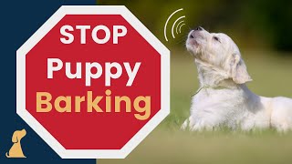 How to Stop Puppy Barking  Training Tips