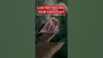 Nhận Dạng Loài Rắn Hổ Xám Gaboon Độc Nhất Châu Phi #shorts