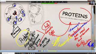 Biology Made Easy: Transcription