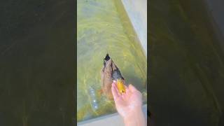 Duck vs Hand Battle in Water 🦆💦