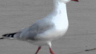 Silver Gull - Point Plomer - how many legs???