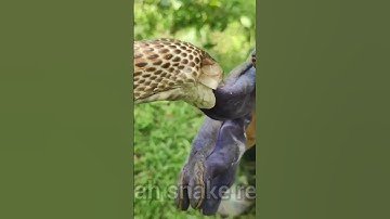 spectacled Cobra Vs snake bite proof hand gloves #kingcobra #snakesofinstagram #cobracave #snakevnom