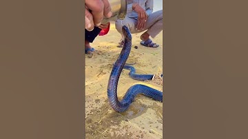 Jay Goga 🙏❤️ #gujaratisong #snake #chamundamaa #duetsongs #duet #nokhianokhikaamnivato #romantics