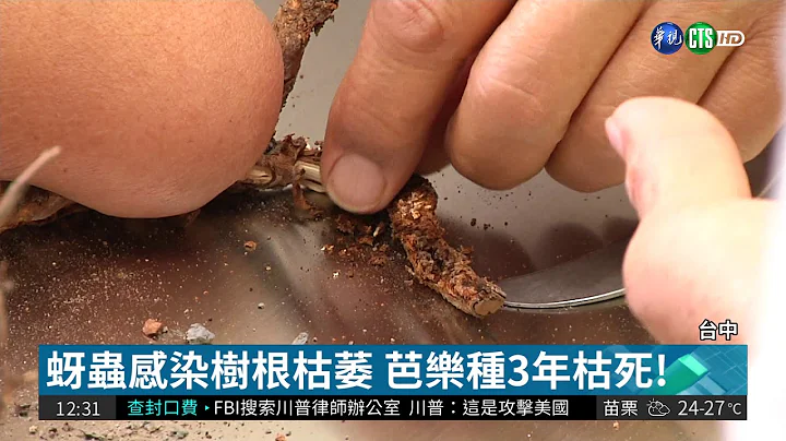 全台首间植物医院 专替农作物看诊 | 华视新闻 20180410 - 天天要闻